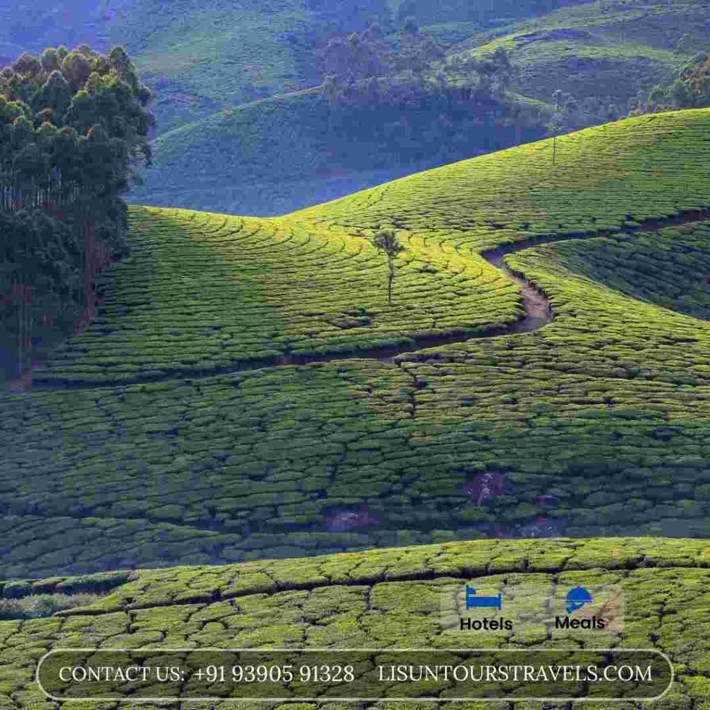 munnar itinerary